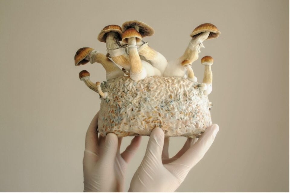 Mycelium Matter(s)